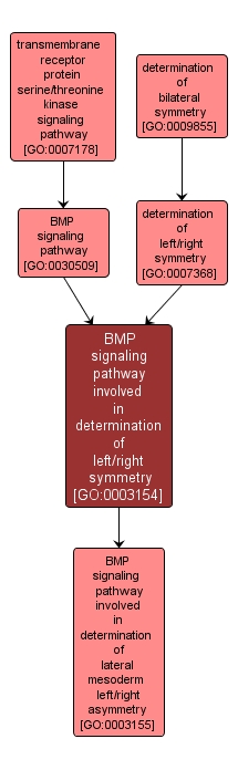 GO:0003154 - BMP signaling pathway involved in determination of left/right symmetry (interactive image map)