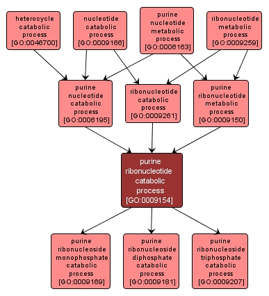 GO:0009154 - purine ribonucleotide catabolic process (interactive image map)