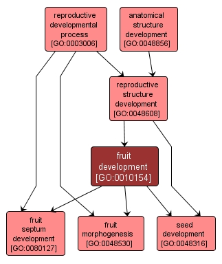 GO:0010154 - fruit development (interactive image map)