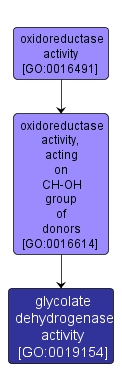 GO:0019154 - glycolate dehydrogenase activity (interactive image map)