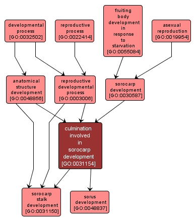 GO:0031154 - culmination involved in sorocarp development (interactive image map)