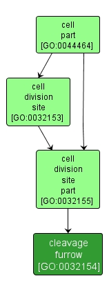 GO:0032154 - cleavage furrow (interactive image map)