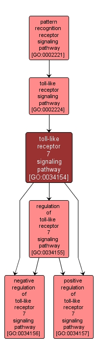 GO:0034154 - toll-like receptor 7 signaling pathway (interactive image map)