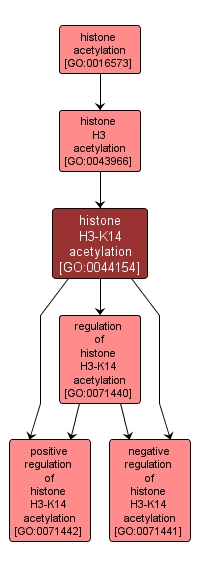 GO:0044154 - histone H3-K14 acetylation (interactive image map)
