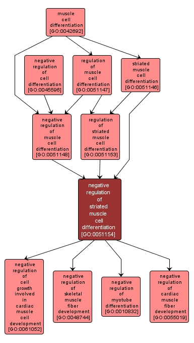 GO:0051154 - negative regulation of striated muscle cell differentiation (interactive image map)