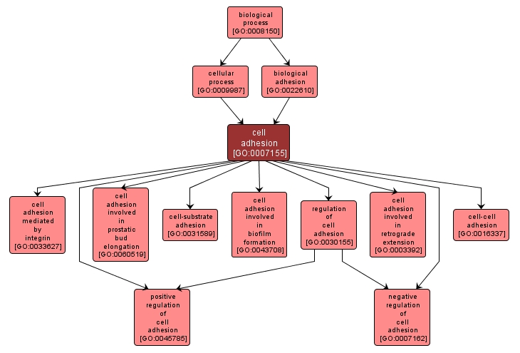 GO:0007155 - cell adhesion (interactive image map)