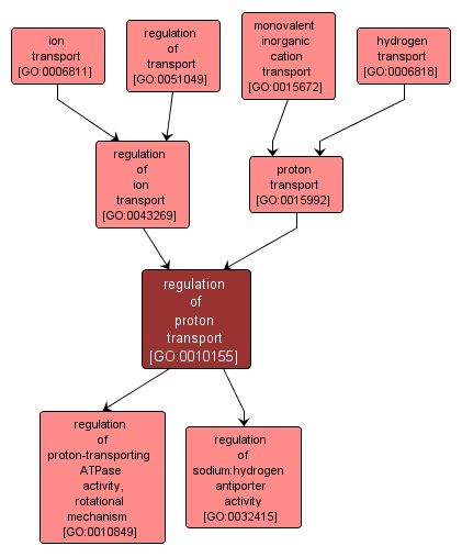 GO:0010155 - regulation of proton transport (interactive image map)