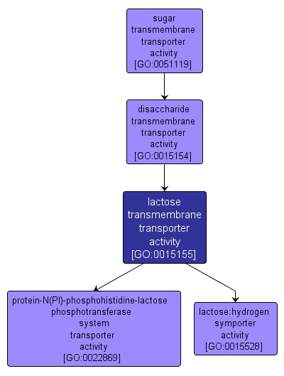 GO:0015155 - lactose transmembrane transporter activity (interactive image map)