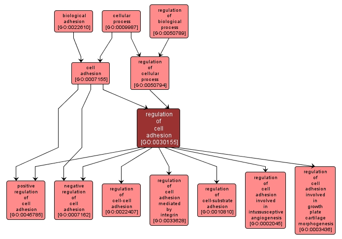 GO:0030155 - regulation of cell adhesion (interactive image map)