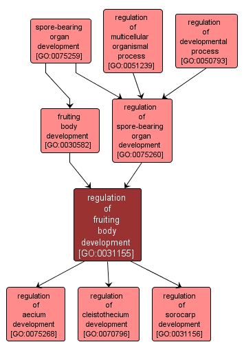 GO:0031155 - regulation of fruiting body development (interactive image map)