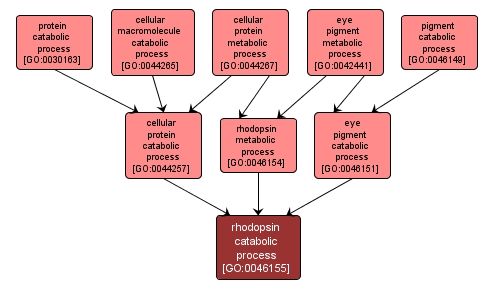 GO:0046155 - rhodopsin catabolic process (interactive image map)