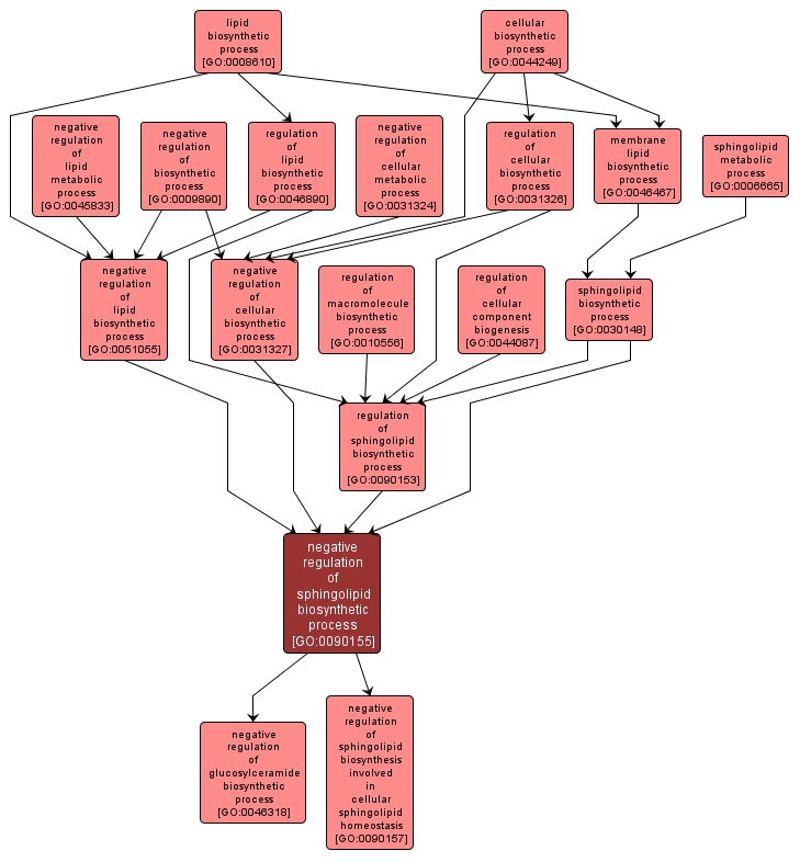 GO:0090155 - negative regulation of sphingolipid biosynthetic process (interactive image map)