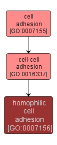 GO:0007156 - homophilic cell adhesion (interactive image map)