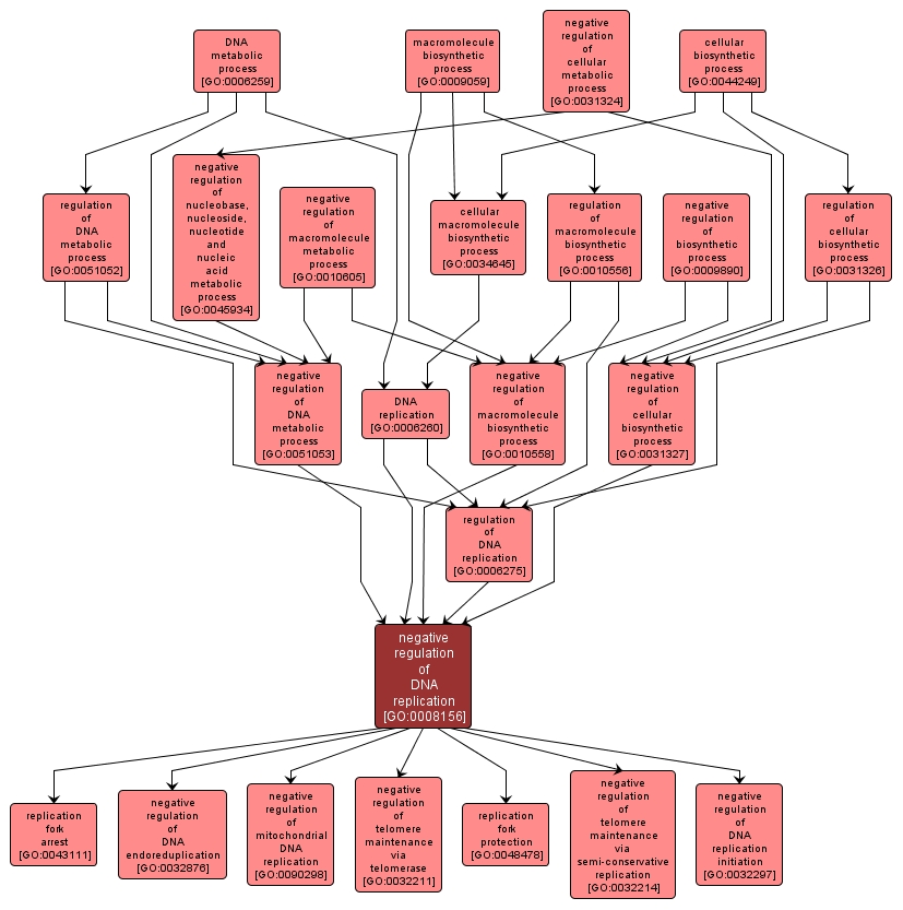 GO:0008156 - negative regulation of DNA replication (interactive image map)