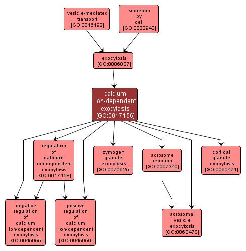 GO:0017156 - calcium ion-dependent exocytosis (interactive image map)