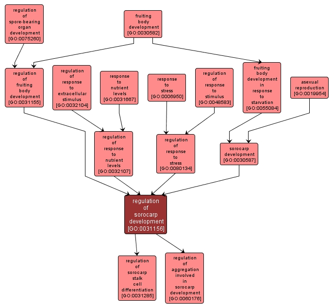 GO:0031156 - regulation of sorocarp development (interactive image map)