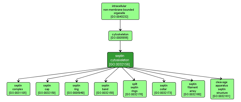 GO:0032156 - septin cytoskeleton (interactive image map)