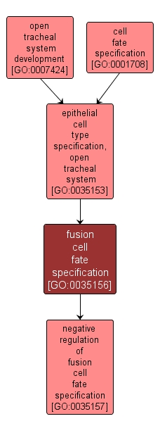 GO:0035156 - fusion cell fate specification (interactive image map)