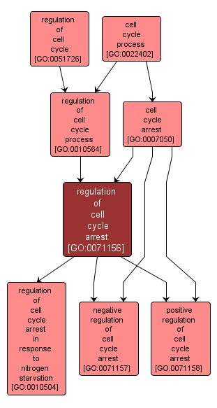 GO:0071156 - regulation of cell cycle arrest (interactive image map)