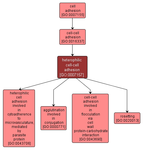 GO:0007157 - heterophilic cell-cell adhesion (interactive image map)