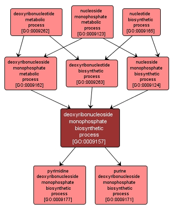GO:0009157 - deoxyribonucleoside monophosphate biosynthetic process (interactive image map)