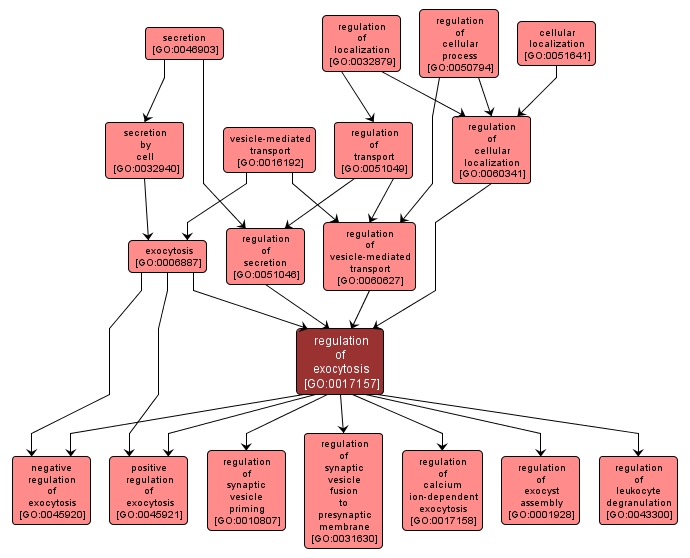 GO:0017157 - regulation of exocytosis (interactive image map)