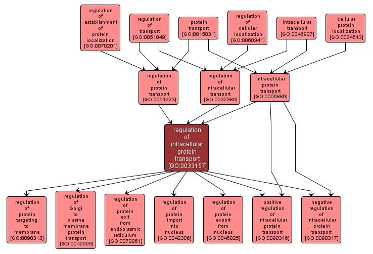 GO:0033157 - regulation of intracellular protein transport (interactive image map)