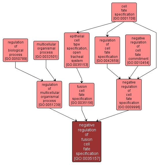 GO:0035157 - negative regulation of fusion cell fate specification (interactive image map)