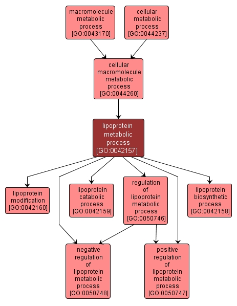 GO:0042157 - lipoprotein metabolic process (interactive image map)