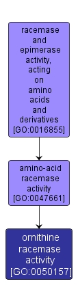 GO:0050157 - ornithine racemase activity (interactive image map)
