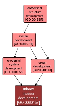 GO:0060157 - urinary bladder development (interactive image map)