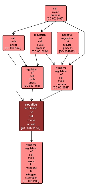 GO:0071157 - negative regulation of cell cycle arrest (interactive image map)