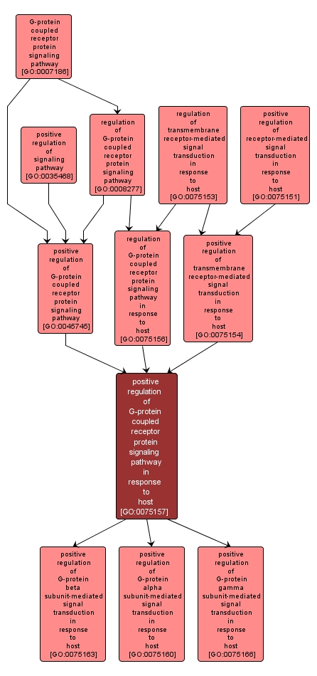 GO:0075157 - positive regulation of G-protein coupled receptor protein signaling pathway in response to host (interactive image map)