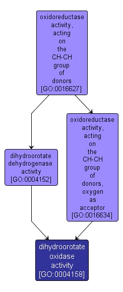 GO:0004158 - dihydroorotate oxidase activity (interactive image map)