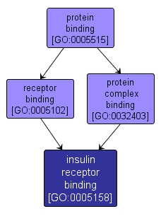 GO:0005158 - insulin receptor binding (interactive image map)