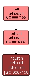 GO:0007158 - neuron cell-cell adhesion (interactive image map)