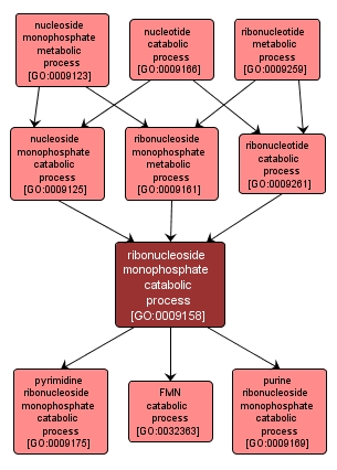 GO:0009158 - ribonucleoside monophosphate catabolic process (interactive image map)