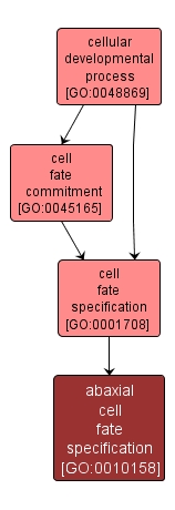 GO:0010158 - abaxial cell fate specification (interactive image map)