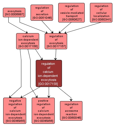 GO:0017158 - regulation of calcium ion-dependent exocytosis (interactive image map)