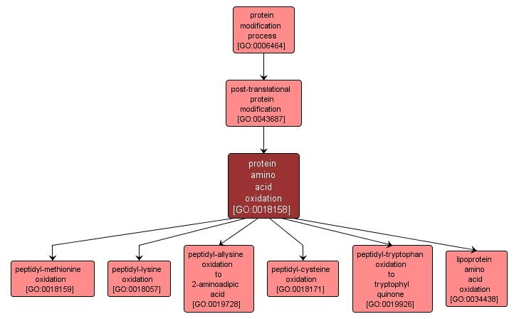 GO:0018158 - protein amino acid oxidation (interactive image map)