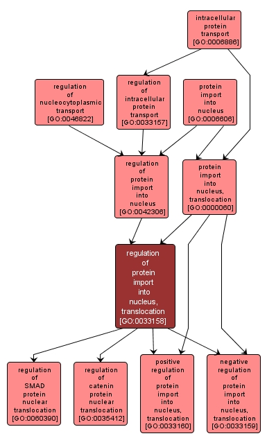 GO:0033158 - regulation of protein import into nucleus, translocation (interactive image map)