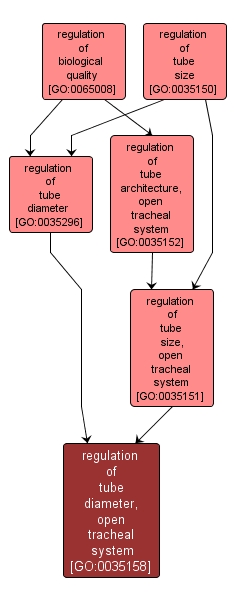 GO:0035158 - regulation of tube diameter, open tracheal system (interactive image map)