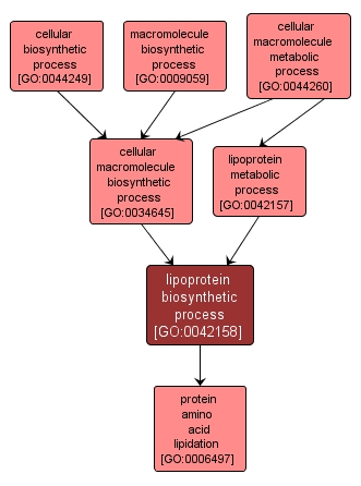 GO:0042158 - lipoprotein biosynthetic process (interactive image map)