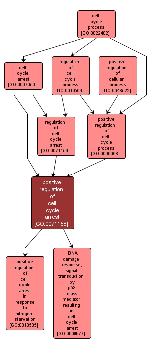 GO:0071158 - positive regulation of cell cycle arrest (interactive image map)