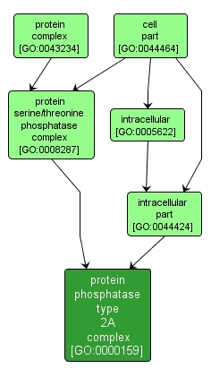 GO:0000159 - protein phosphatase type 2A complex (interactive image map)