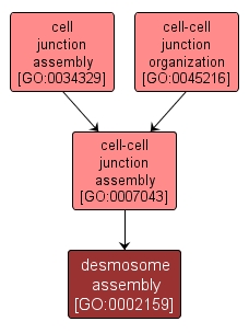 GO:0002159 - desmosome assembly (interactive image map)