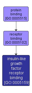 GO:0005159 - insulin-like growth factor receptor binding (interactive image map)