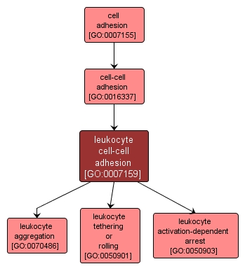 GO:0007159 - leukocyte cell-cell adhesion (interactive image map)