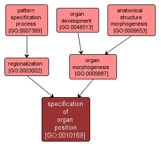 GO:0010159 - specification of organ position (interactive image map)