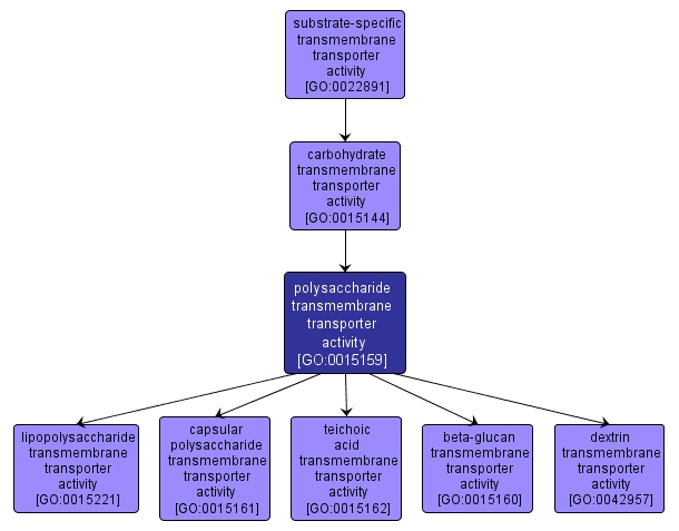 GO:0015159 - polysaccharide transmembrane transporter activity (interactive image map)